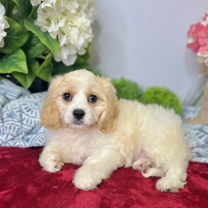 Male Cavachon puppy for sale at Shake A Paw Green Brook.