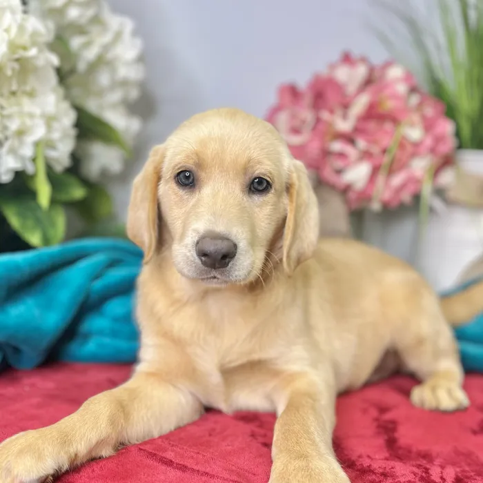 Male Labrador Retriever puppy for sale at Shake A Paw Green Brook.