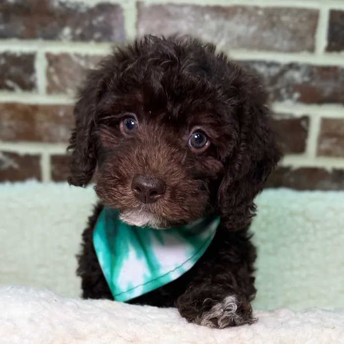 Male Mini Labradoodle 2Nd Gen puppy for sale at Shake A Paw Union.