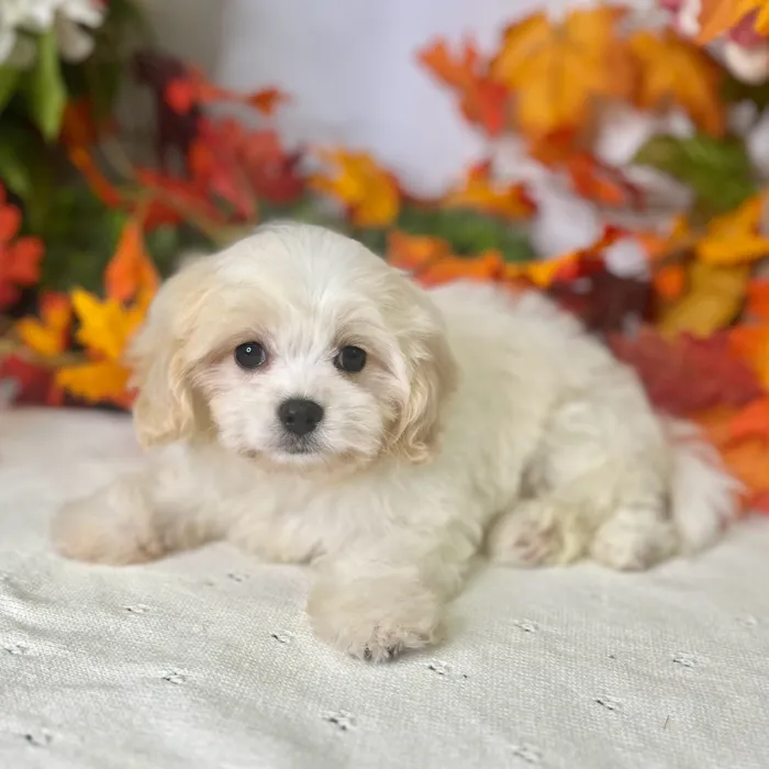 Female Cavachon puppy for sale at Shake A Paw Green Brook.