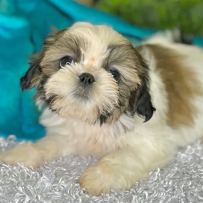 Male Shih Tzu puppy for sale at Shake A Paw Green Brook.