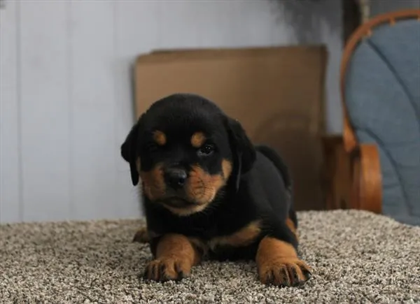 Female Rottweiler puppy for sale at Shake A Paw Green Brook.