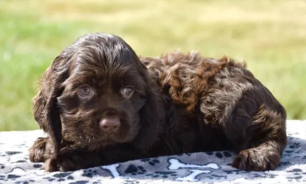 Male Cocker Spaniel puppy for sale at Shake A Paw Union.