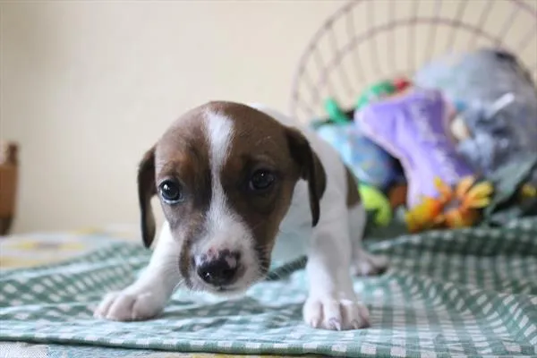Female Jack Russell Terrier puppy for sale at Shake A Paw Union.