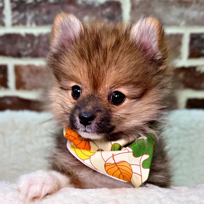 Female Pomeranian puppy for sale at Shake A Paw Union.