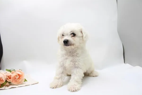 Male Bichon Frise puppy for sale at Shake A Paw Green Brook.