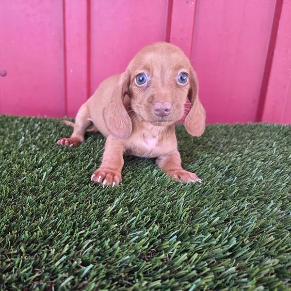 Male Dachshund puppy for sale at Shake A Paw Green Brook.