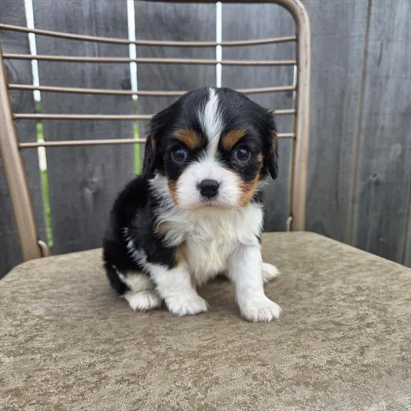Male Cavalier King Charles Spaniel puppy for sale at Shake A Paw Union.