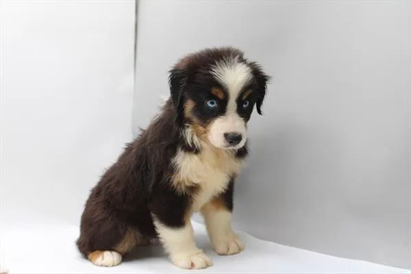 Female Mini American Shepherd puppy for sale at Shake A Paw Union.