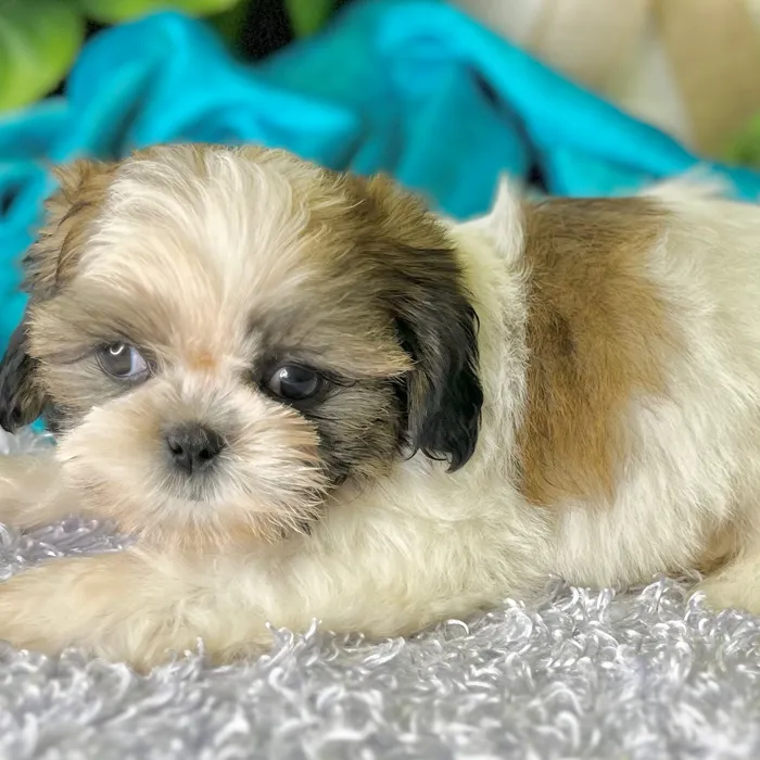 Male Shih Tzu puppy for sale at Shake A Paw Green Brook.