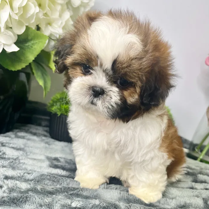 Female Shih Tzu puppy for sale at Shake A Paw Green Brook.