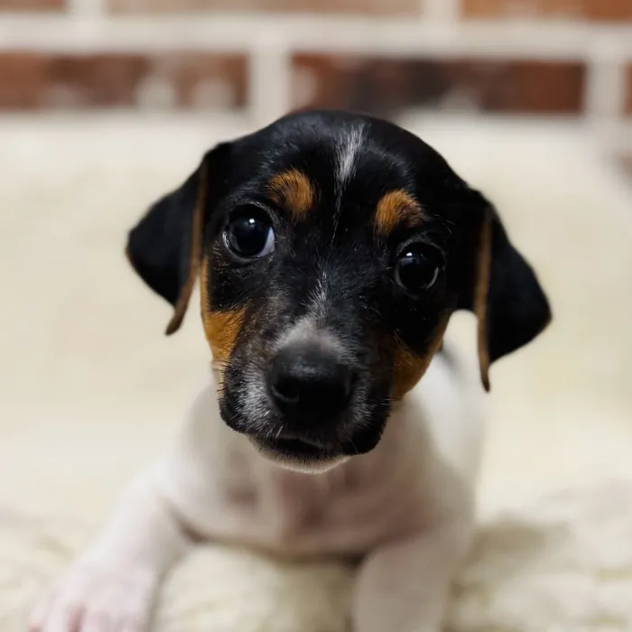 Male Jack Russell Terrier puppy for sale at Shake A Paw Union.