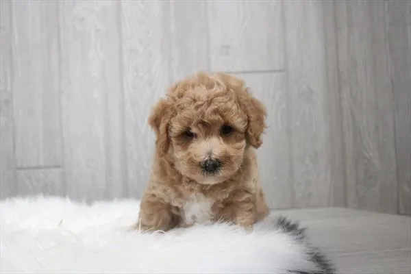 Male Bichon / Poodle puppy for sale at Shake A Paw Union.