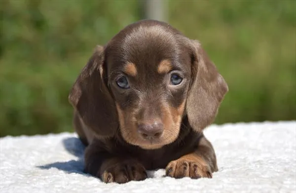 Male Dachshund puppy for sale at Shake A Paw Green Brook.