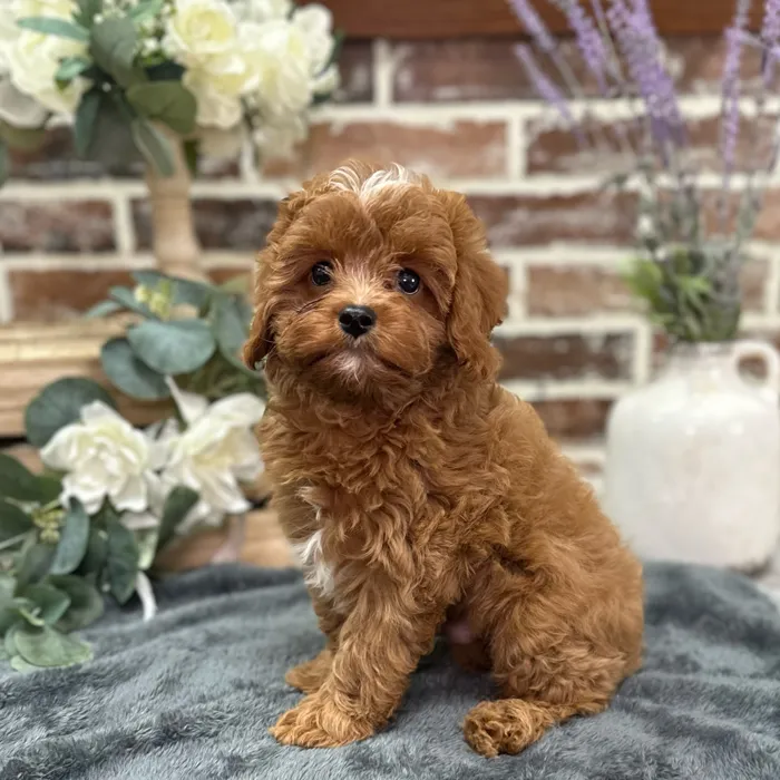 Male Cavapoo puppy for sale at Shake A Paw Union.