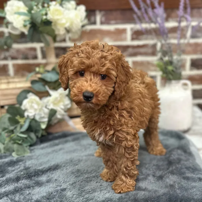 Female Poodle puppy for sale at Shake A Paw Union.