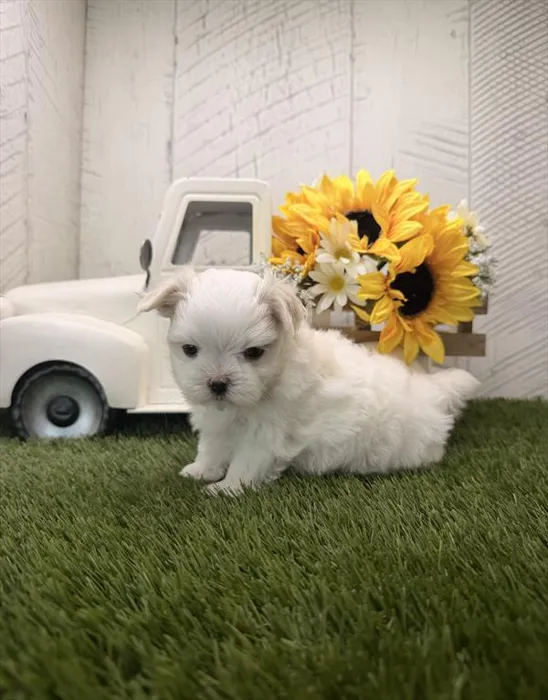 Female Maltese puppy for sale at Shake A Paw Union.