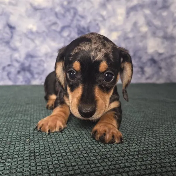Female Dachshund puppy for sale at Shake A Paw Union.