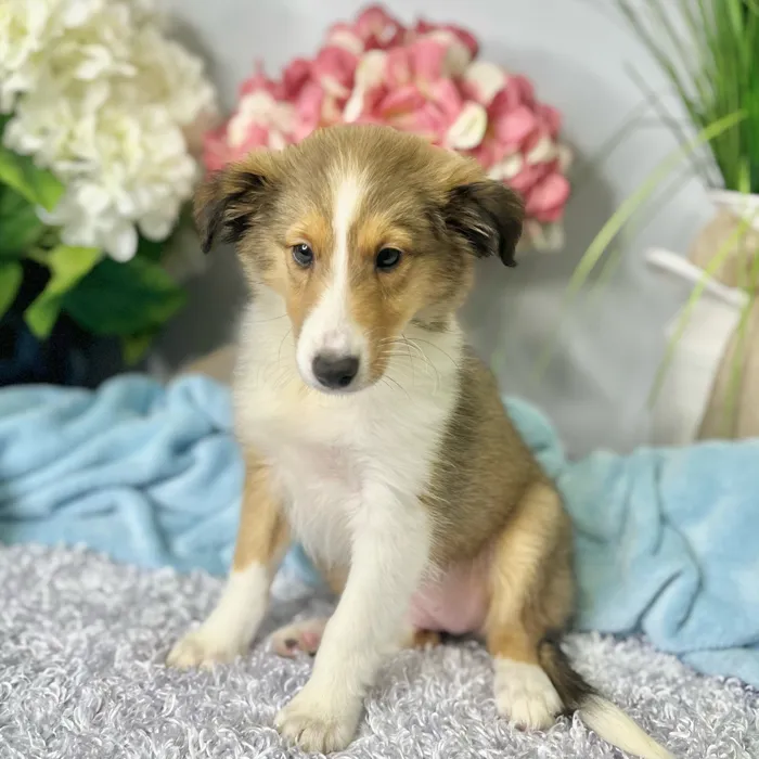 Female Shetland Sheepdog puppy for sale at Shake A Paw Green Brook.