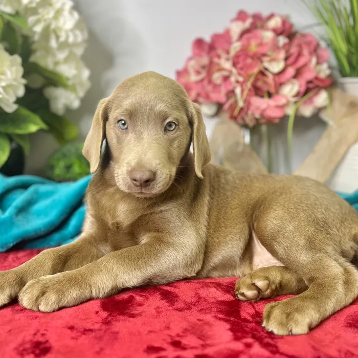 Male Labrador Retriever puppy for sale at Shake A Paw Green Brook.