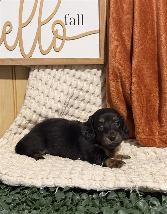 Female Dachshund puppy for sale at Shake A Paw Green Brook.