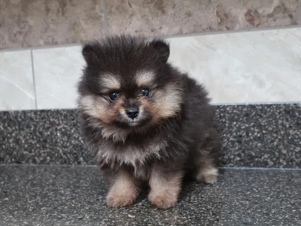 Male Pomeranian puppy for sale at Shake A Paw Green Brook.