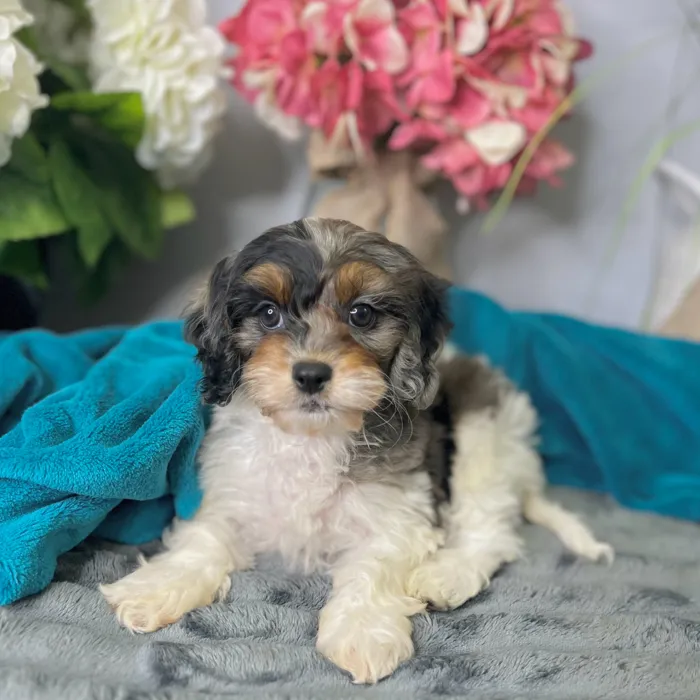 Female Cavapoo puppy for sale at Shake A Paw Green Brook.