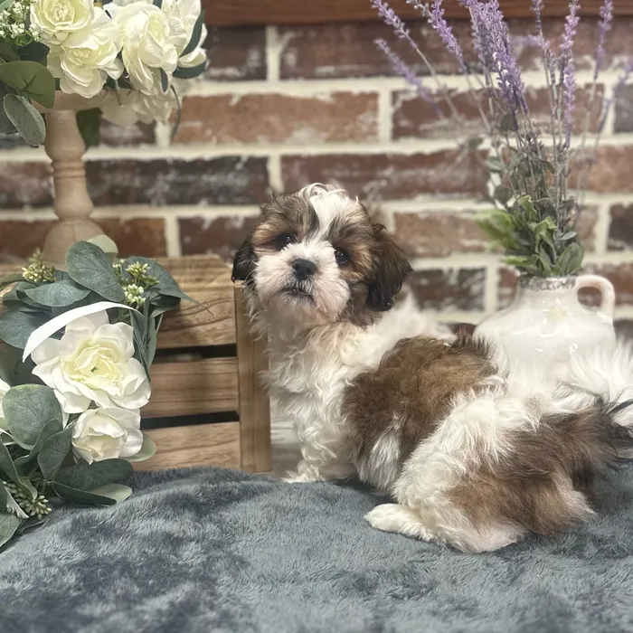 Male Shih Tzu / Bichon puppy for sale at Shake A Paw Union.