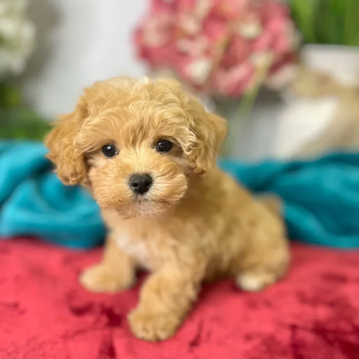 Female Maltipoo puppy for sale at Shake A Paw Green Brook.
