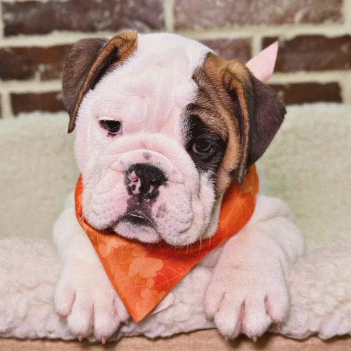 Female English Bulldog puppy for sale at Shake A Paw Union.