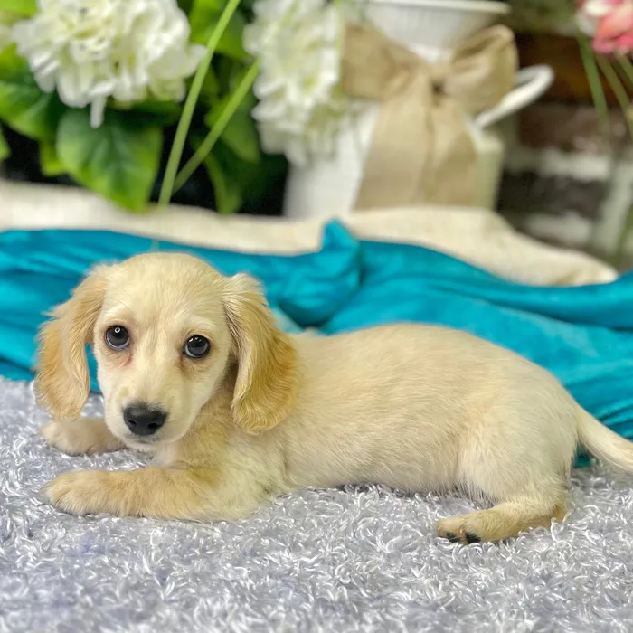 Male Dachshund puppy for sale at Shake A Paw Green Brook.