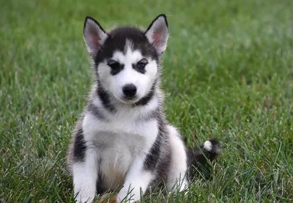 Male Siberian Husky puppy for sale at Shake A Paw Green Brook.