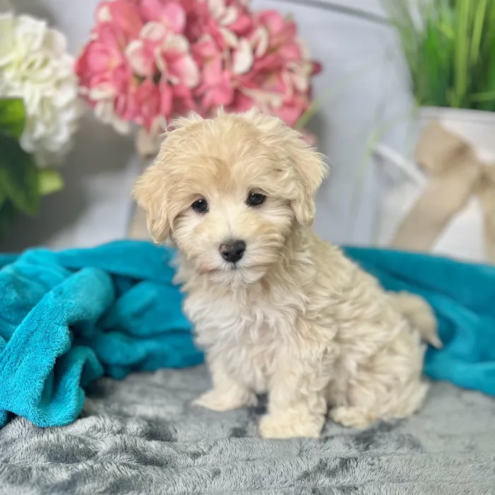 Female Maltipoo puppy for sale at Shake A Paw Green Brook.