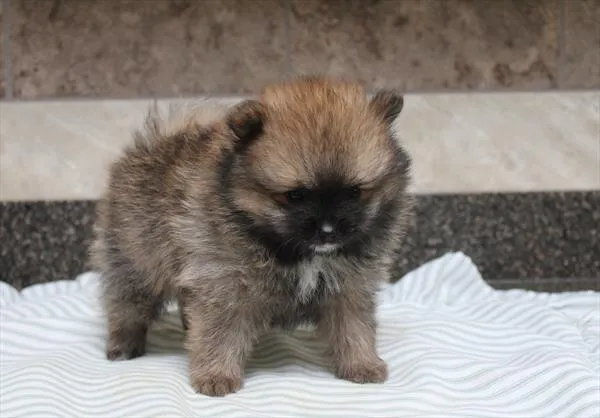 Male Pomeranian puppy for sale at Shake A Paw Green Brook.