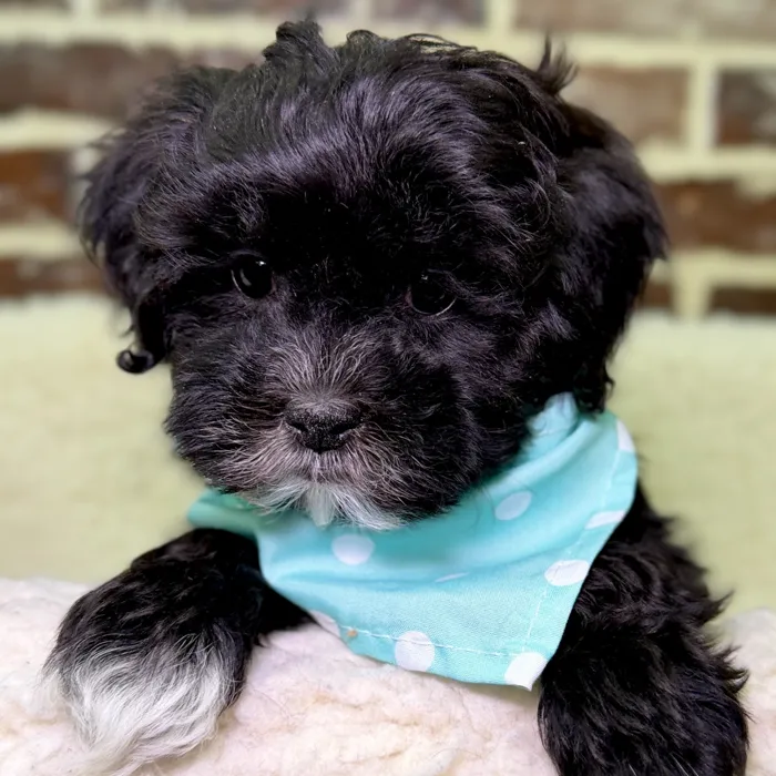 Female Shih Tzu / Poodle puppy for sale at Shake A Paw Union.