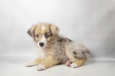 Male Hybrid puppy for sale at Shake A Paw Union.