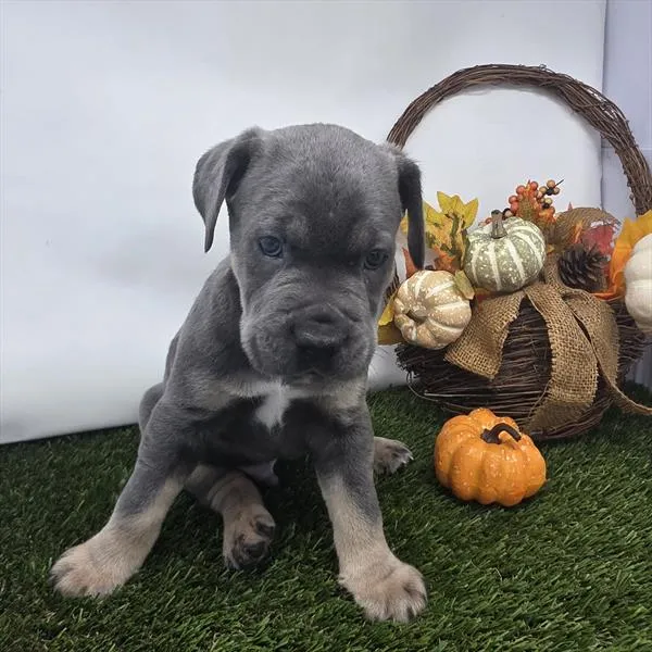 Male Cane Corso puppy for sale at Shake A Paw Union.