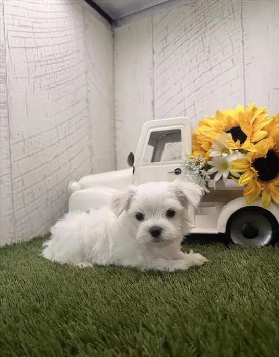 Male Maltese puppy for sale at Shake A Paw Union.