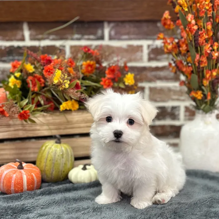 Male Maltese puppy for sale at Shake A Paw Union.