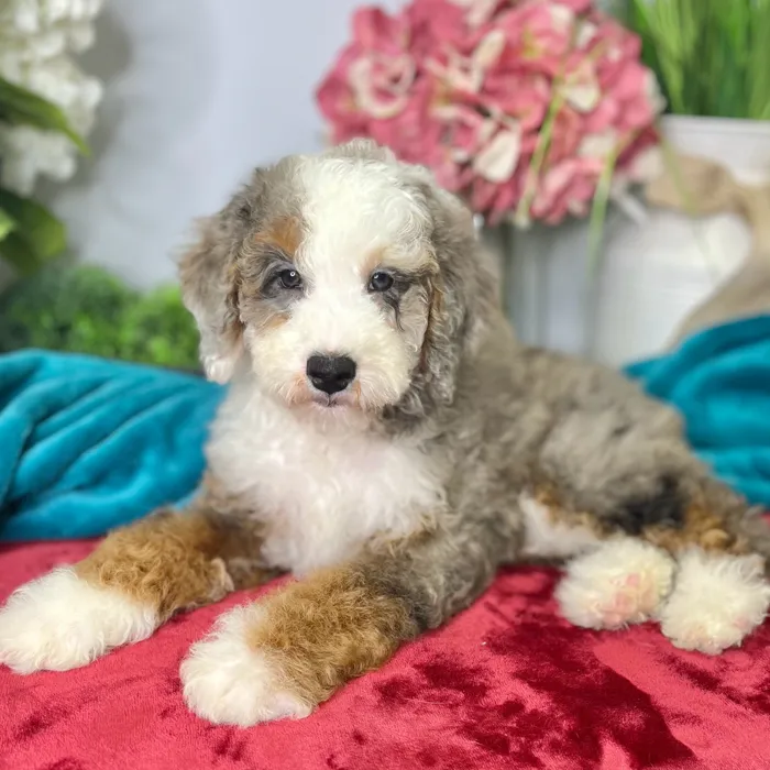 Female Mini Bernedoodle 2Nd Gen puppy for sale at Shake A Paw Green Brook.