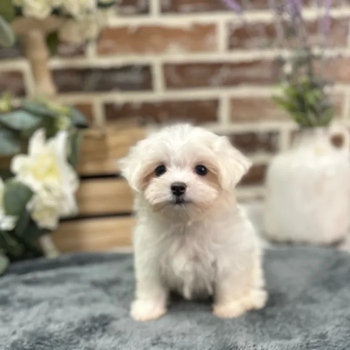 Male Maltese puppy for sale at Shake A Paw Union.