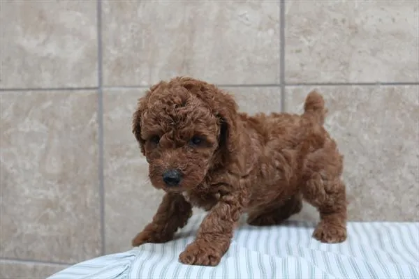 Male Poodle puppy for sale at Shake A Paw Green Brook.