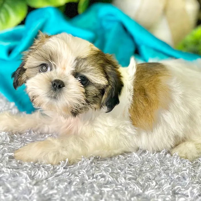 Male Shih Tzu puppy for sale at Shake A Paw Green Brook.