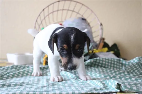 Male Jack Russell Terrier puppy for sale at Shake A Paw Green Brook.