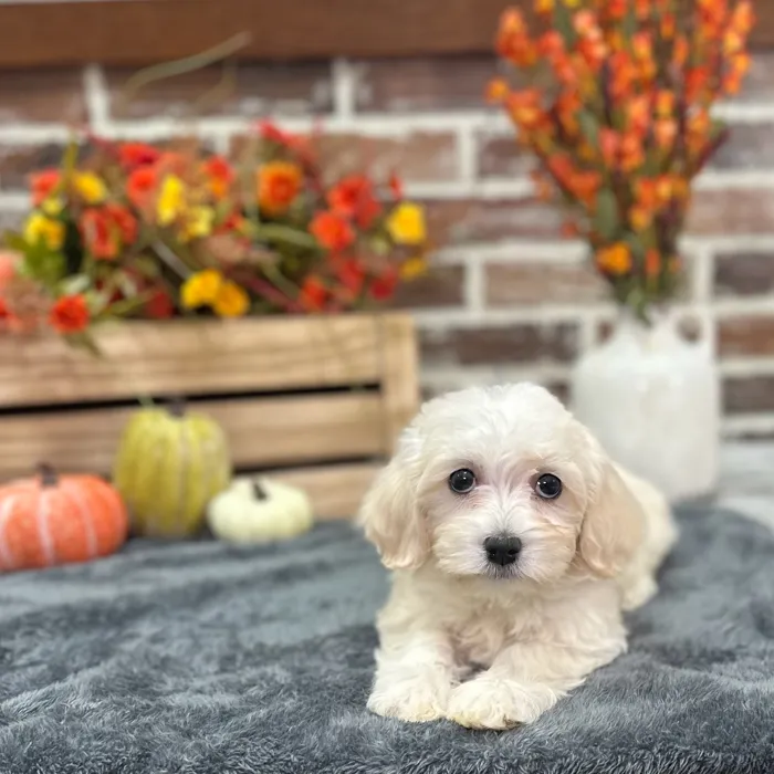 Female Havanese puppy for sale at Shake A Paw Union.