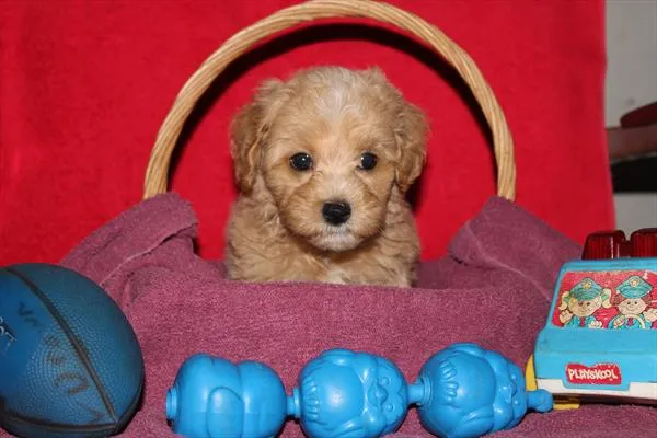 Male Maltipoo puppy for sale at Shake A Paw Green Brook.