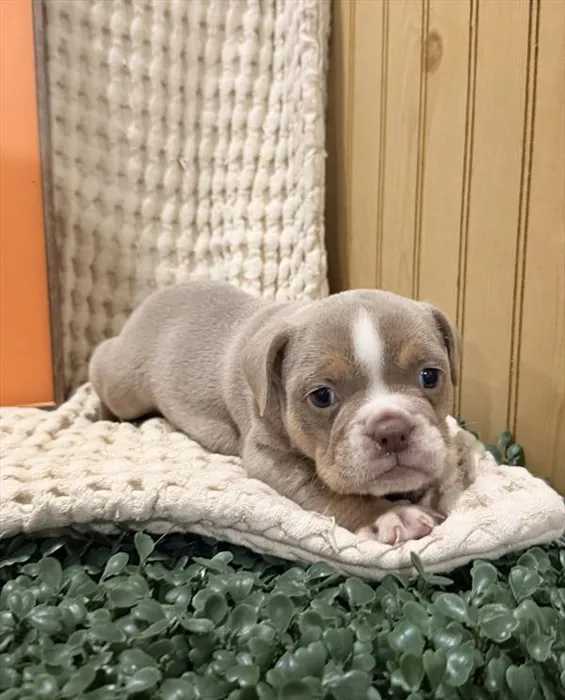 Male Beabull puppy for sale at Shake A Paw Union.