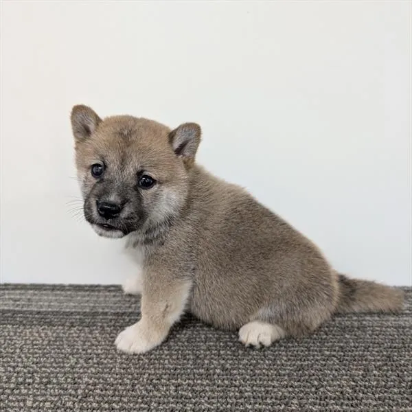 Male Shiba Inu puppy for sale at Shake A Paw Union.