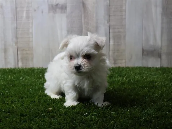 Male Maltese puppy for sale at Shake A Paw Union.