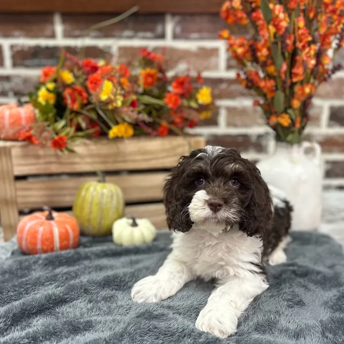 Male Cockapoo puppy for sale at Shake A Paw Union.